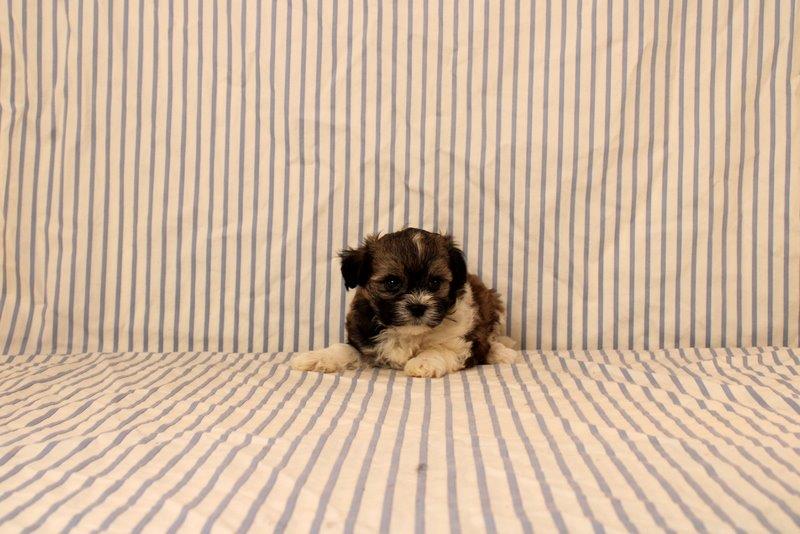 puppy, for, sale, Maltipoo, Matthew B. Stoltzfus, dog, breeder, Gap, PA, dog-breeder, puppy-for-sale, forsale, nearby, find, puppyfind, locator, puppylocator, aca